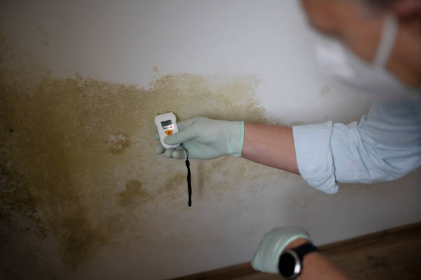 Best Emergency Mold Remediation in Webberville, MI